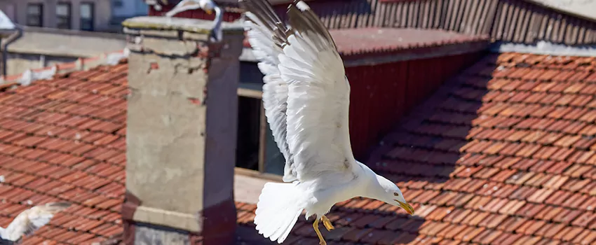 Residential Chimney Animal Removal Solution in Roselle, NJ