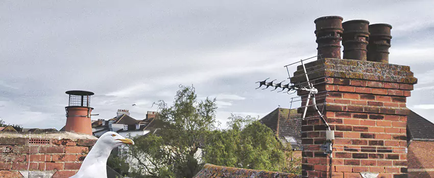 Chimney Cleaning And Restoration in Roselle, New Jersey